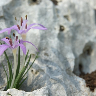 Colchicum stevenii